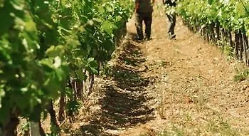 Domaine Rabiega